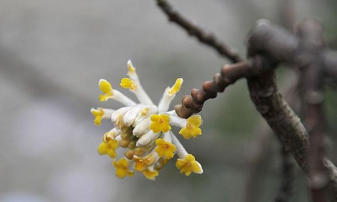 以结香花的寓意是什么（探究结香花的象征意义及文化传承）