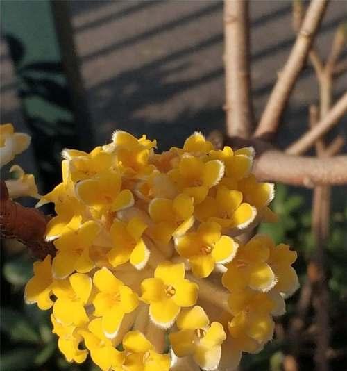 以结香花花语的含义及传承（探索以结香花花语的由来与象征意义）