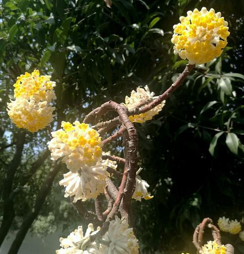 以结香花花语的含义及传承（探索以结香花花语的由来与象征意义）