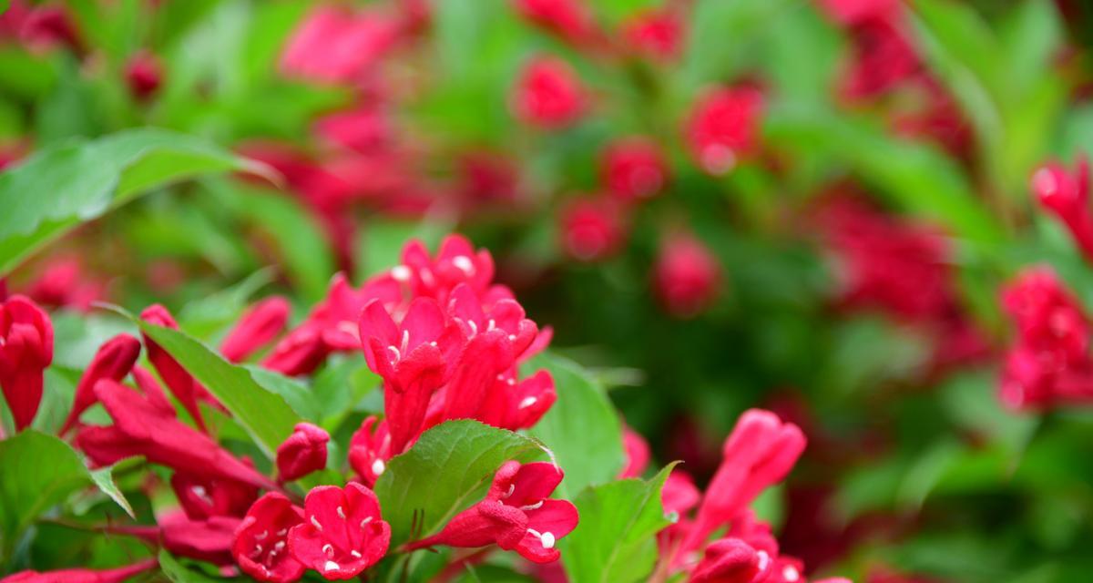 锦带花的花语之美——传递爱与祝福的鲜花语言（用锦带花传达情感）