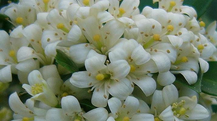 九里香的花语（花开花落值得品味的九里香之美）