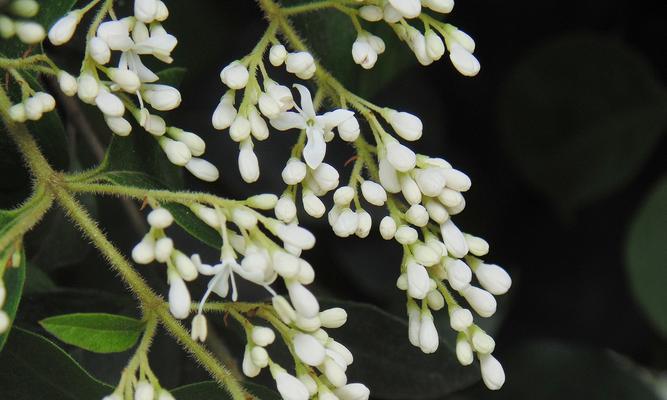 九里香的花语（花开花落值得品味的九里香之美）