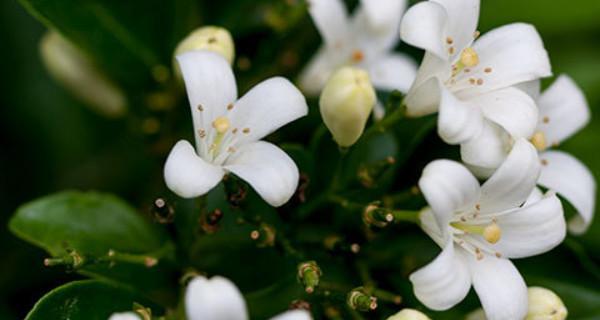 九里香花语与寓意（传承千年的九里香）