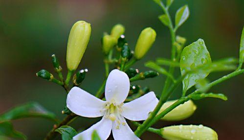 九里香花语的深刻内涵（揭示九里香花语的含义与象征）