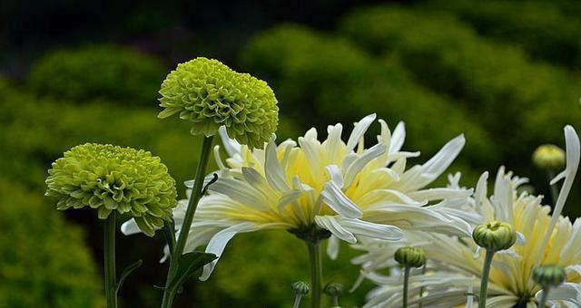 菊花的寓意与象征——一朵花背后的深意（解读菊花的各种寓意）