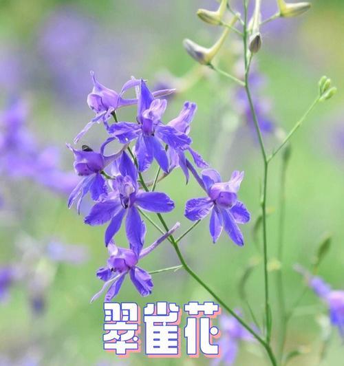 孔雀花的花语（探寻孔雀花的象征意义及传说）