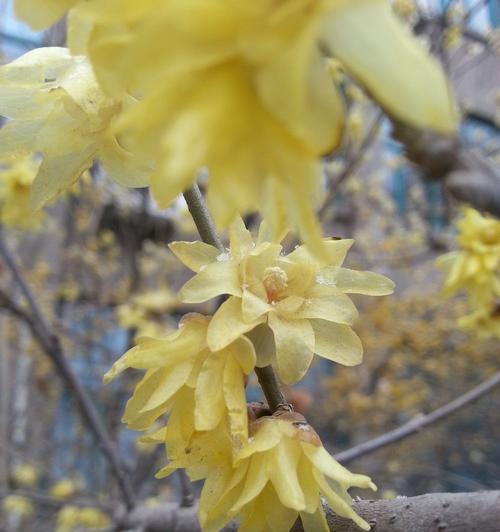 腊梅花的花语与寓意（腊梅花的喜庆和吉祥寓意）