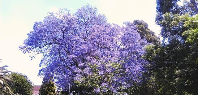 以蓝花楹的花语与寓意（探索蓝花楹的象征意义及魅力）