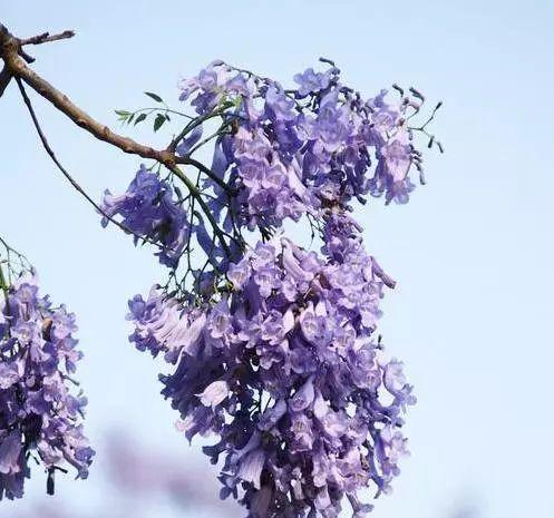 以蓝花楹的花语与寓意（探索蓝花楹的象征意义及魅力）