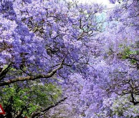 蓝花楹的花语与寓意（探寻蓝花楹所代表的象征与意义）