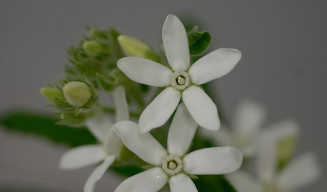 蓝星花的花语及其意义（解读蓝星花的内涵与象征）