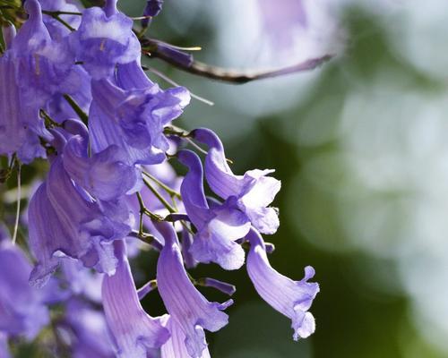 《蓝楹花的花语及其寓意》（一朵蓝色的忧郁与宁静）