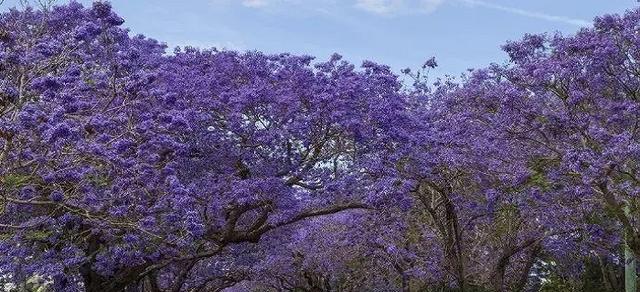 蓝楹花的花语与意义（解读蓝楹花的美丽寓意）