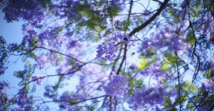 蓝楹花的花语与意义（解读蓝楹花的美丽寓意）