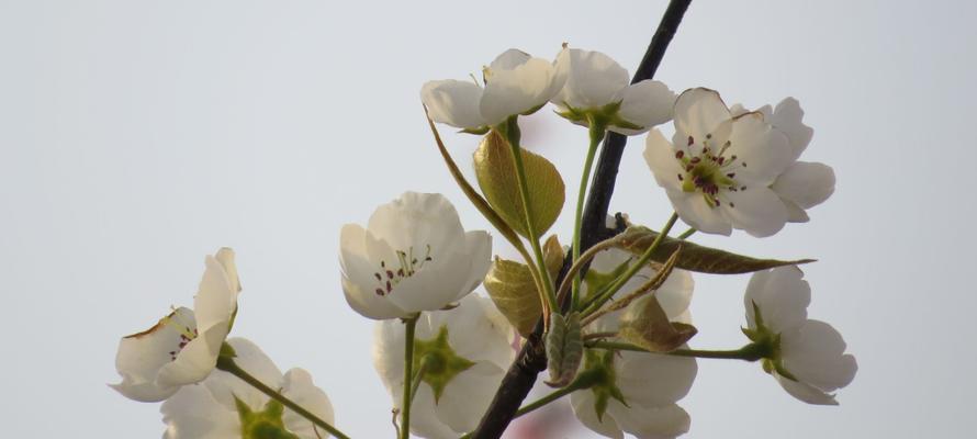 梨花的花语及寓意（探索梨花花语的含义和神秘力量）