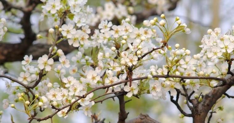 梨花的寓意和象征——探秘自然之美（以梨花之美见证自然的魅力与生命的转换）