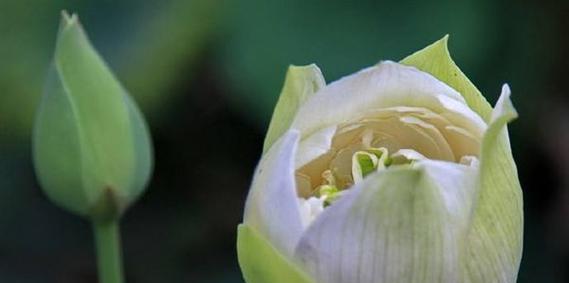 莲花的深意与寓意（探寻莲花背后的文化符号及象征意义）