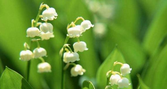 铃兰花（探索铃兰花的花语和文化涵义）