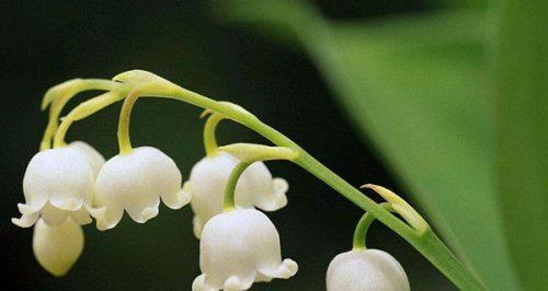 铃兰花的花语与寓意（探索铃兰花所代表的情感和象征）