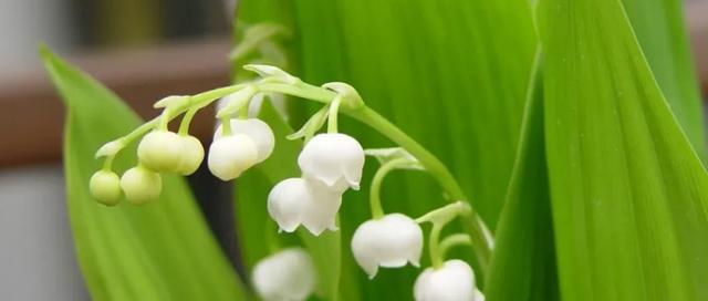 铃兰花的花语与寓意（探索铃兰花所代表的情感和象征）