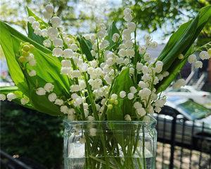 铃兰花（探索铃兰花的深层寓意与美丽）