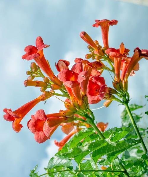 凌霄花的寓意象征是什么（探寻凌霄花的文化内涵与意义）