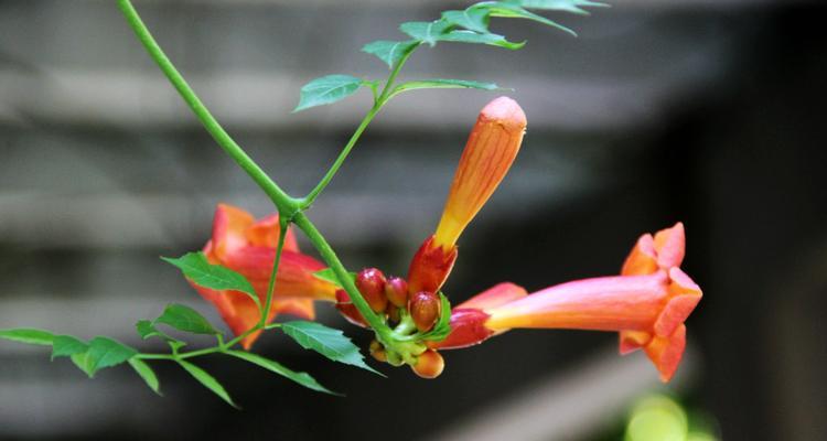 凌霄花花语（揭示凌霄花的秘密）