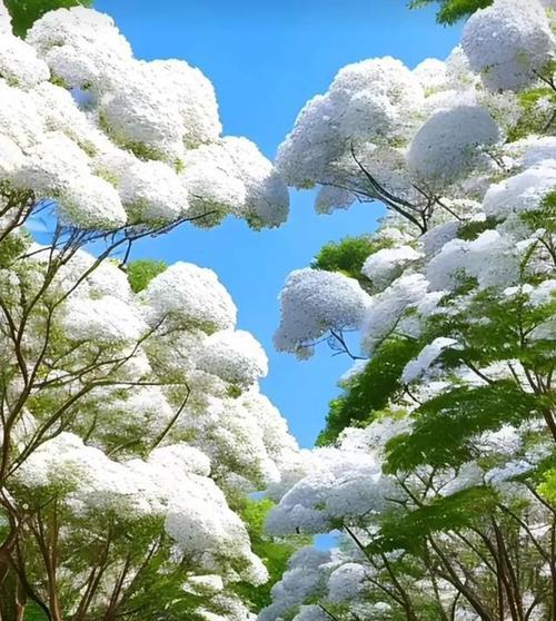 流苏花的花语（流苏花的美丽与寓意）