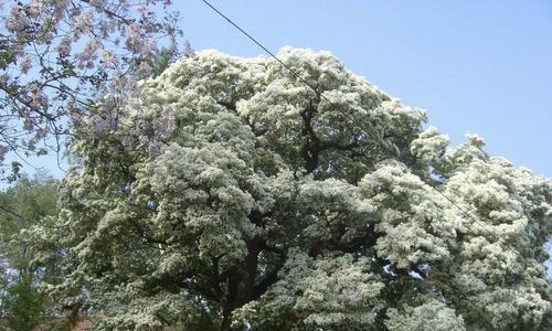 流苏花的花语及寓意（探寻流苏花的花语和象征意义）