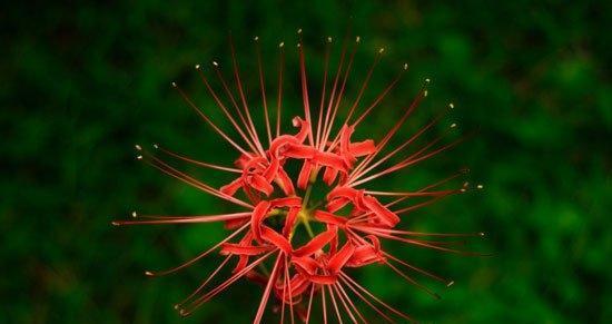 曼珠沙华（神奇的花朵—曼珠沙华及其含义）