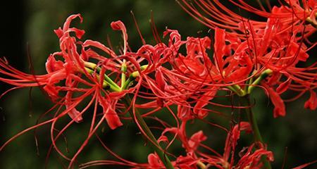 曼珠沙华花的花语与传说（探秘曼珠沙华的美丽花语和神奇传说）