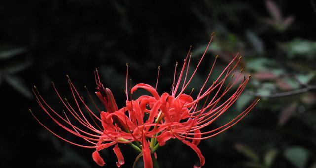 曼珠沙华的花语（探索曼珠沙华的深刻象征意义）