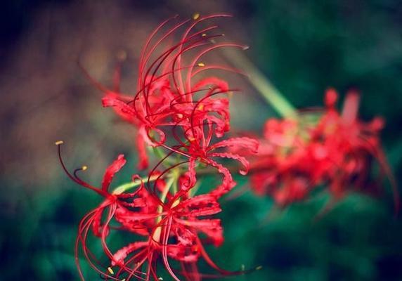 曼珠沙华花语与寓意——花开如红颜，不负时光（曼珠沙华）