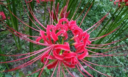 曼珠沙华花语与寓意——花开如红颜，不负时光（曼珠沙华）