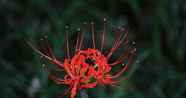 曼珠沙华花语与其美丽的含义（曼珠沙华花语的深层内涵及象征意义）