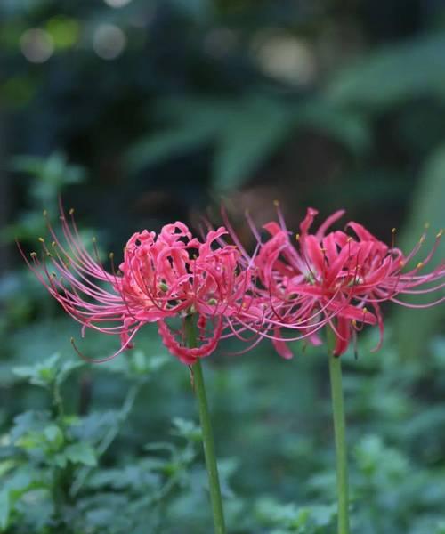 曼珠沙华（神秘花千年）