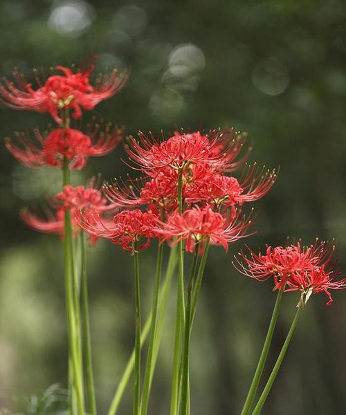 曼珠沙华（神秘花千年）