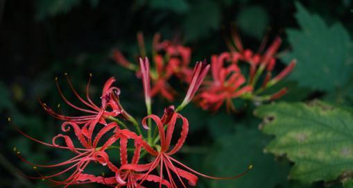 曼珠沙华（神秘花千年）