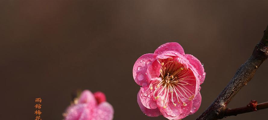 梅花的寓意与象征意义（探究梅花的文化内涵和美学价值）