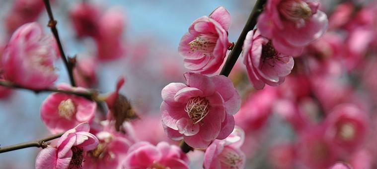 梅花的寓意与花语（以梅花为象征的生命哲学与情感表达）