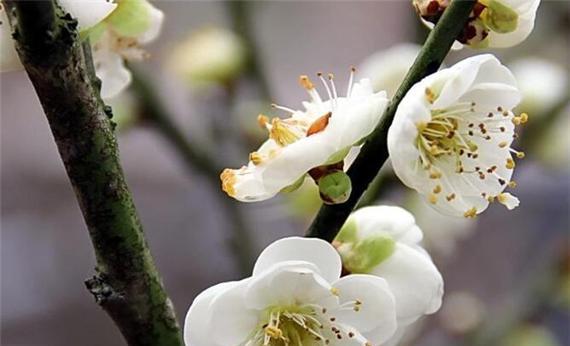 梅花花语的象征与意义（探寻梅花的花语与内涵）