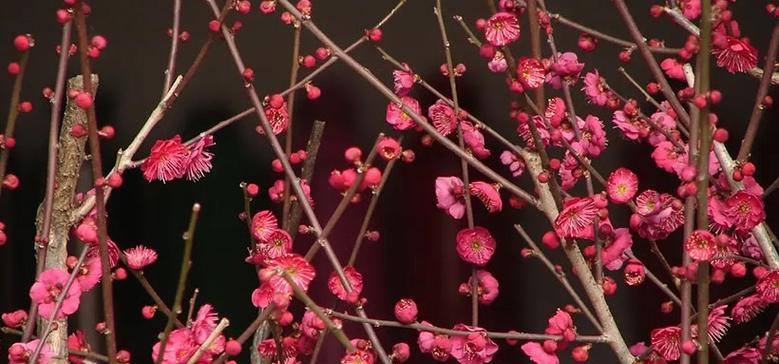 梅花花语的象征与意义（探寻梅花的花语与内涵）