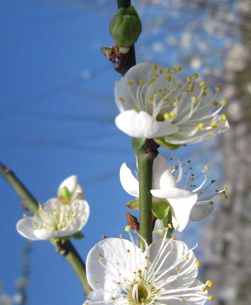 梅花花语——坚韧不拔、自强不息（梅花花语的含义及象征）