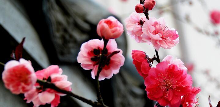 冬日梅花的坚韧与美丽（寒冷中的芬芳盛开）