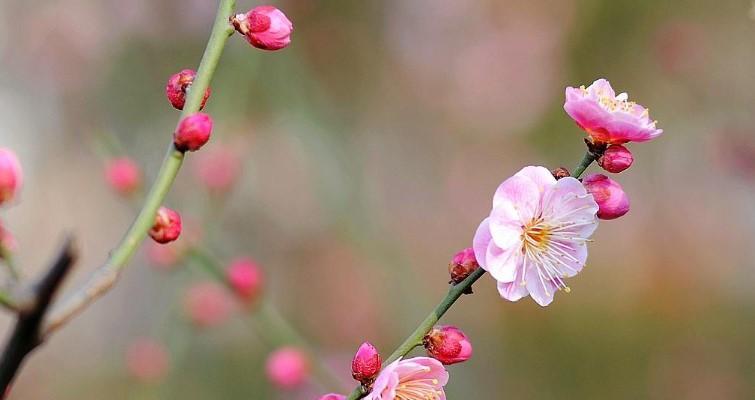 梅花之美（梅花的象征意义及其在文化中的重要地位）