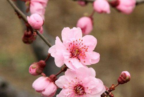 梅花之美（梅花的象征意义及其在文化中的重要地位）