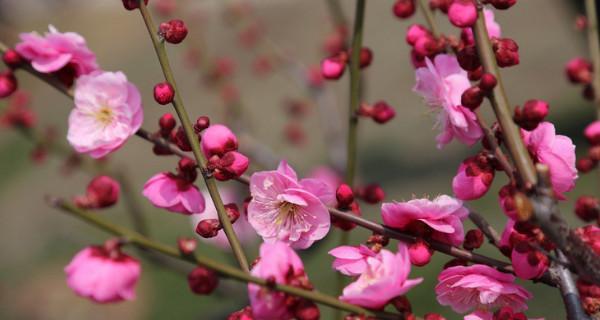 梅花的象征意义与内涵（探索梅花的美丽与深远意义）