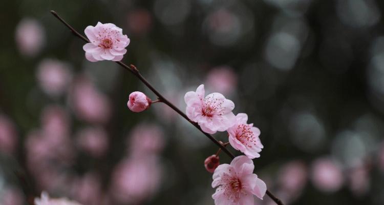 美人梅的花语与美丽传说（唤醒内心的纯真和美丽）