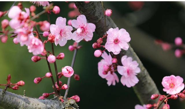 美人梅的花语与美丽传说（唤醒内心的纯真和美丽）