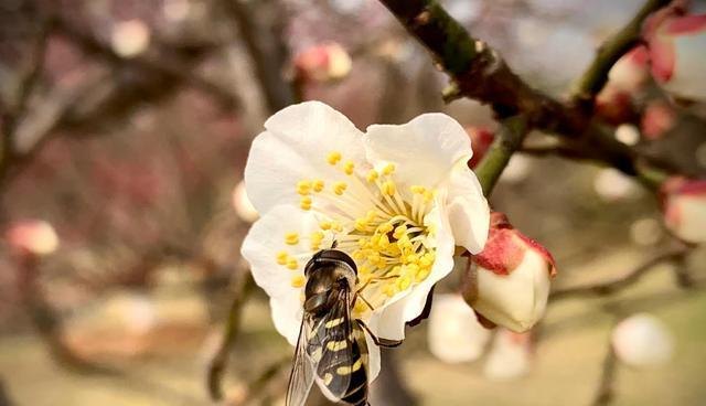 美人梅花语（唤起古人情思与自然之灵感）